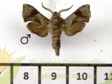 Sphingonaepiopsis obscurus